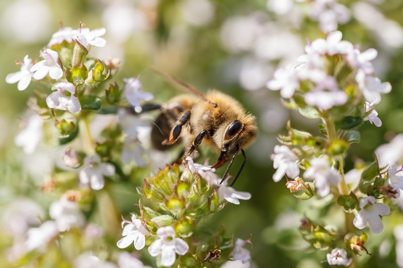 Troubleshooting common plant issues