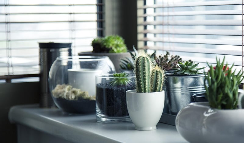 Potted plants